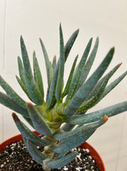 Aloe dichotoma, Quiver Tree