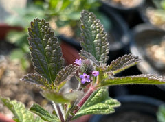 Verbena lasiostachys, Western Vervain flowers