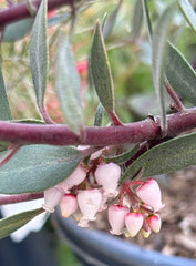 Arctostaphylos 'Pacific Mist' (manzanita) Flowers, foliage, and bark