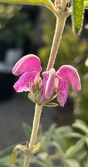 Phlomis purpurea, Purple Jerusalem Sage flowers