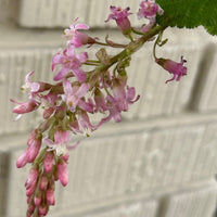 Ribes sanguineum 'Claremont' flowers