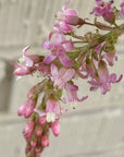 Ribes sanguineum 'Claremont' pink flowers