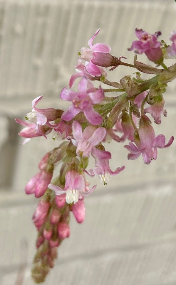Ribes sanguineum 'Claremont' pink flowers