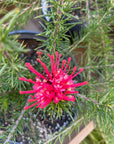 Grevillea 'Canberra Gem' flower