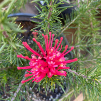 Grevillea 'Canberra Gem' flower