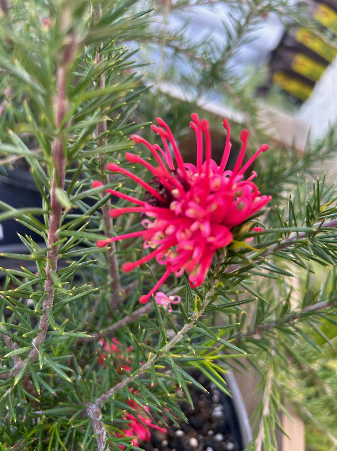 Grevillea 'Canberra Gem' pink flower