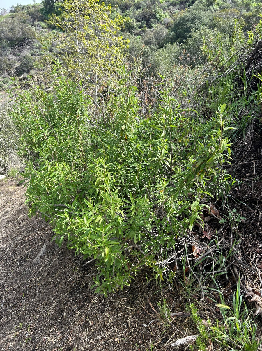 Salvia mellifera (black sage)