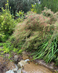 Grevillea 'Canberra Gem' Plant Material Shot