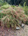 Grevillea 'Canberra Gem'  mature
