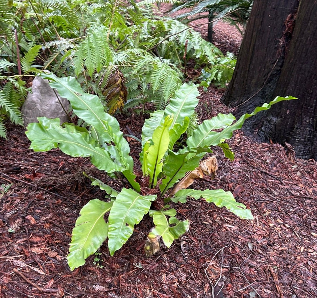 bird's nest fern common name Asplenium nidus (Bird's Nest Fern) – Plant Material