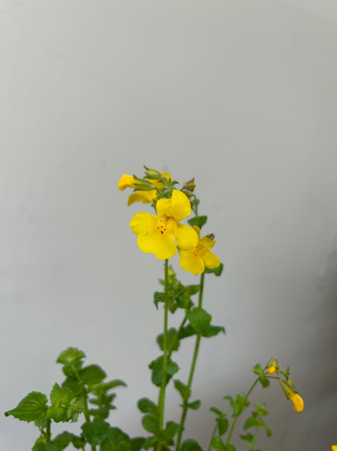 Mimulus guttatus (Erythranthe guttata), Seep Monkey flower Yellow Flower