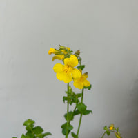 Mimulus guttatus (Erythranthe guttata), Seep Monkey flower Yellow Flower
