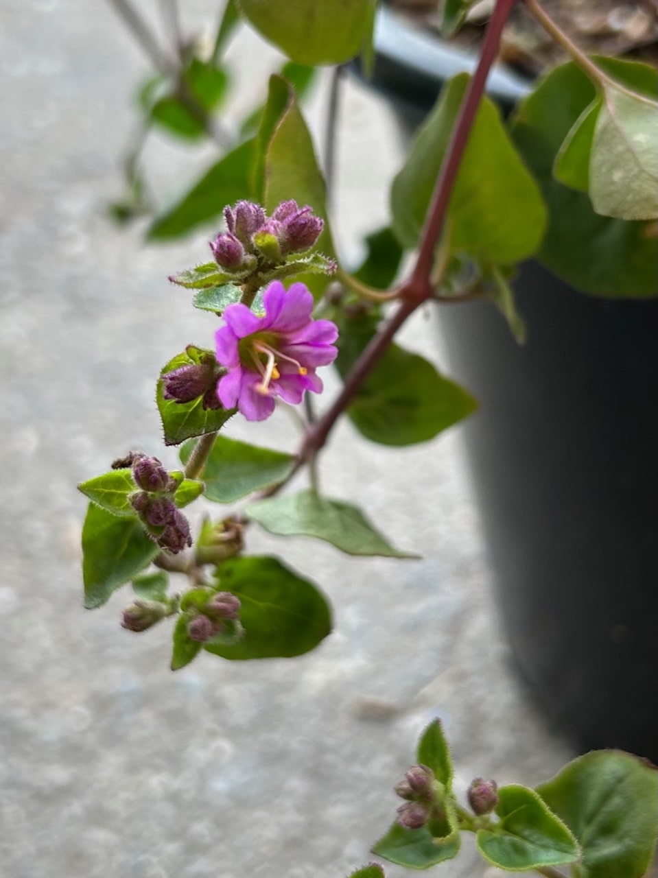 Mirabilis laevis, Desert Wishbone-bush flower