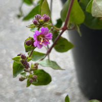 Mirabilis laevis, Desert Wishbone-bush flower