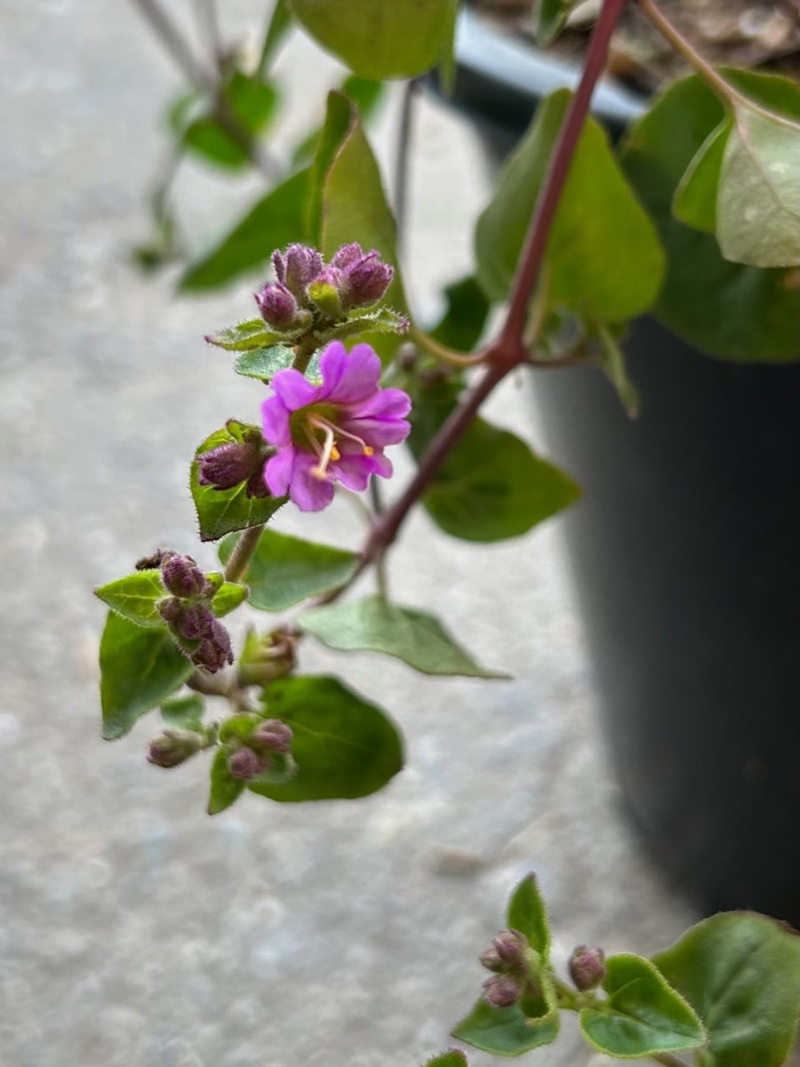 wishbone prayer plant Mirabilis laevis, Desert Wishbone-bush – Plant Material