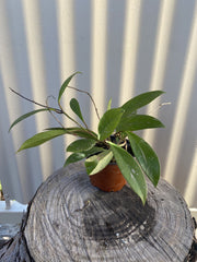 Hoya Pubicaly x Splash