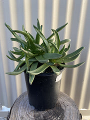 Dudleya palmeri