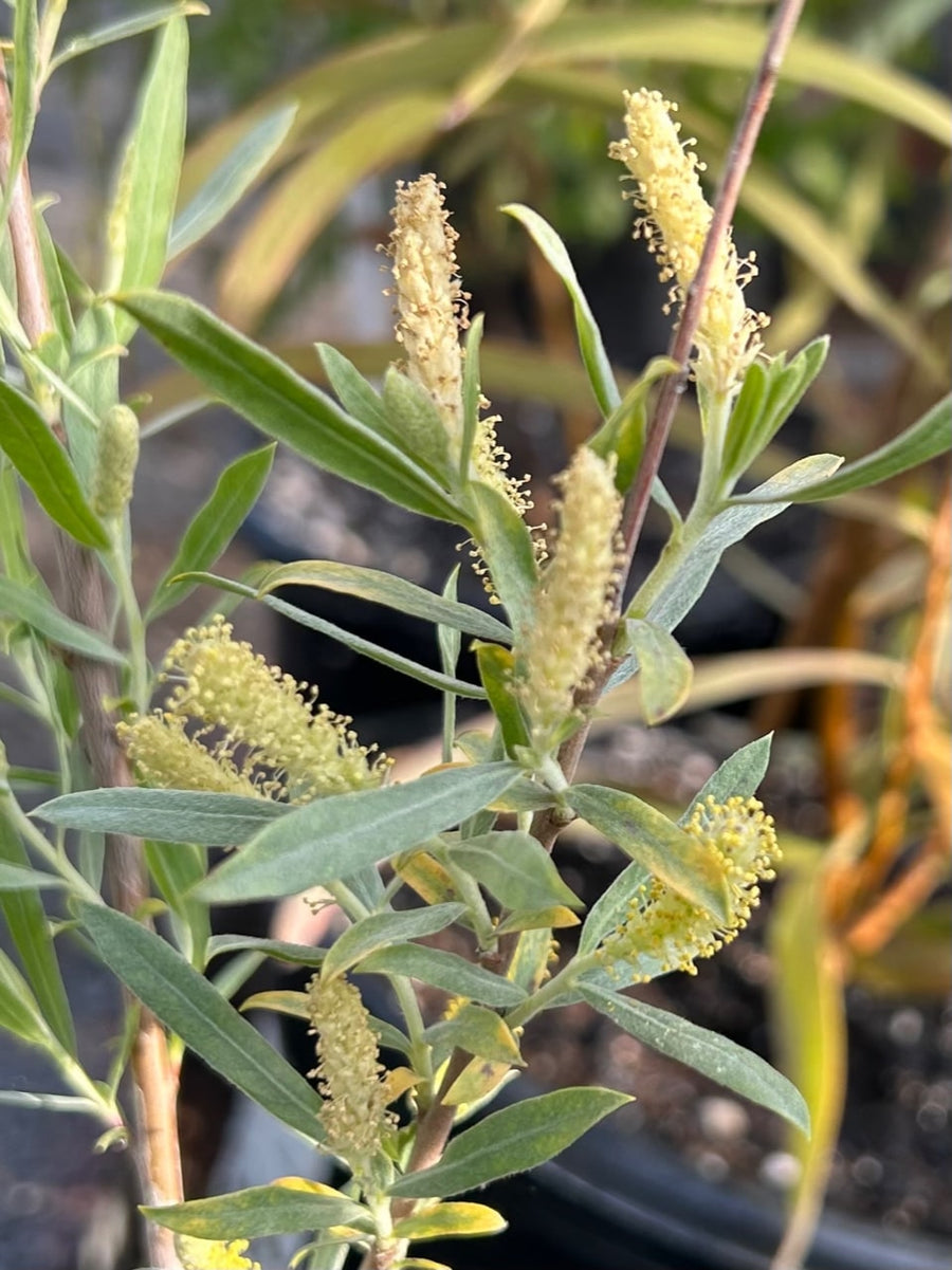 Salix lasiolepis, Arroyo Willow Flower