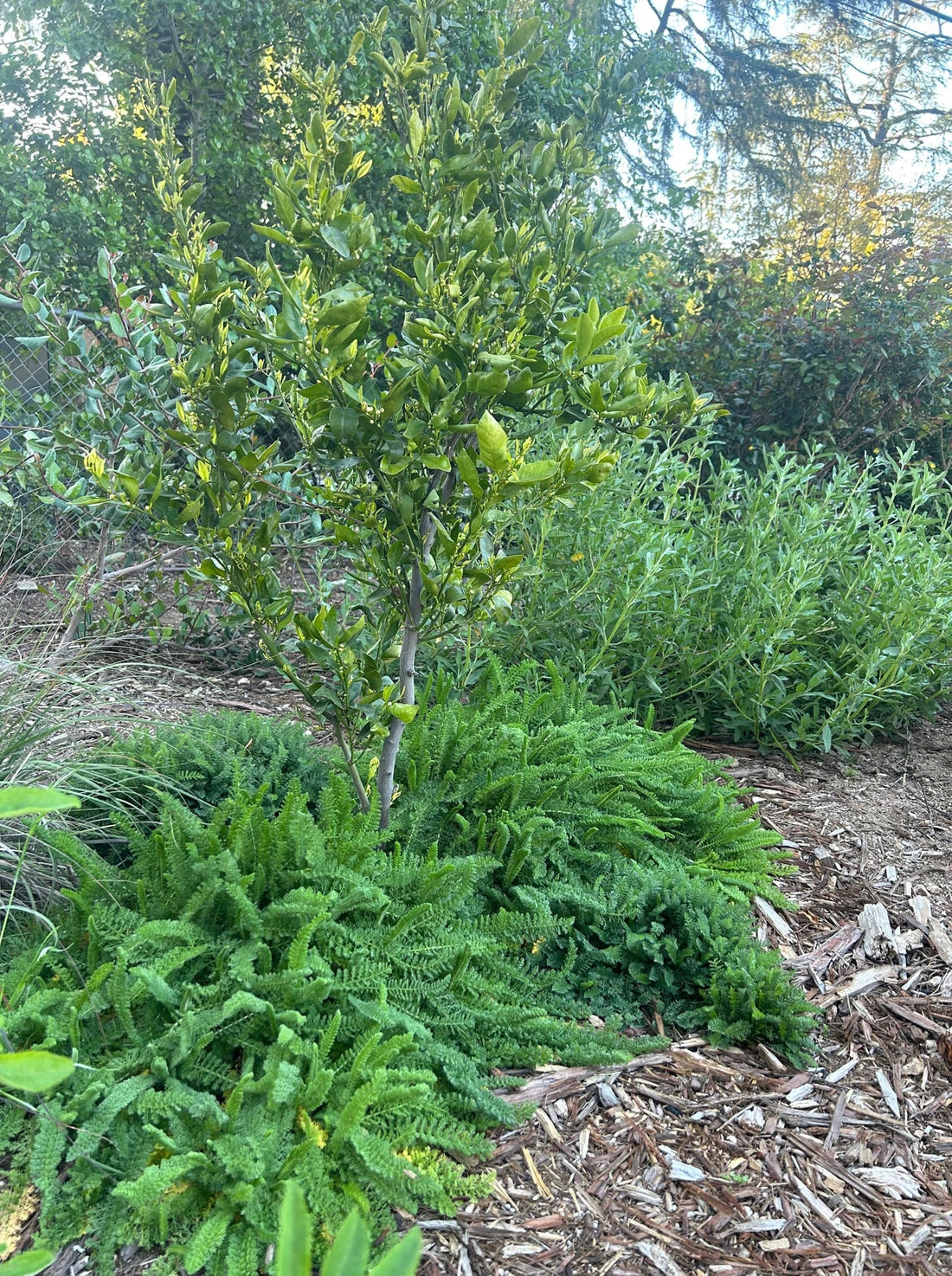 Achillea millefolium Saucy Seduction Yarrow – PlantsInTheCity