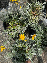 Eriophyllum lanatum 'Siskiyou' Flowers