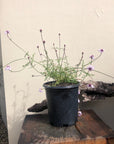 Verbena lilacina, Paseo Rancho Lilac