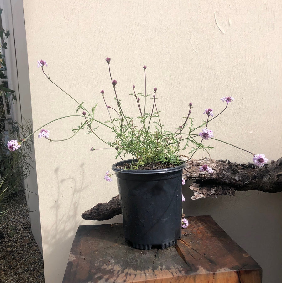 Verbena lilacina, Paseo Rancho Lilac