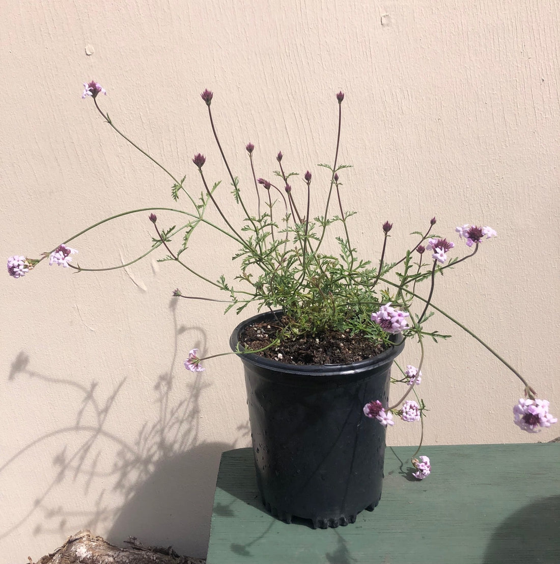 Verbena lilacina, Paseo Rancho Lilac 1 gallon