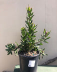 Leucospermum Scarlet Ribbon
