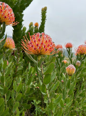 Leucospermum Scarlet Ribbon Flower