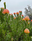 Leucospermum Scarlet Ribbon Foliage and Flowers