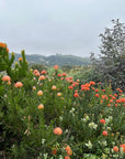 Leucospermum Scarlet Ribbon Mature plant
