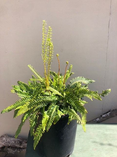 Blechnum spicant, Deer Fern