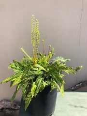 Blechnum spicant, Deer Fern