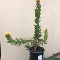 Leucospermum gueinzii 5G Flowering