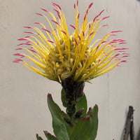 Leucospermum gueinzii Flower