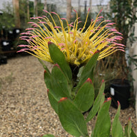 Leucospermum gueinzii Flower and foliage