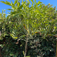 Cussonia transvaalensis, Grey Cabbage Tree