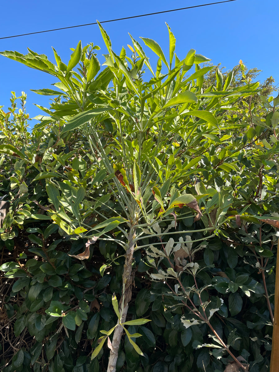 Cussonia transvaalensis, Grey Cabbage Tree