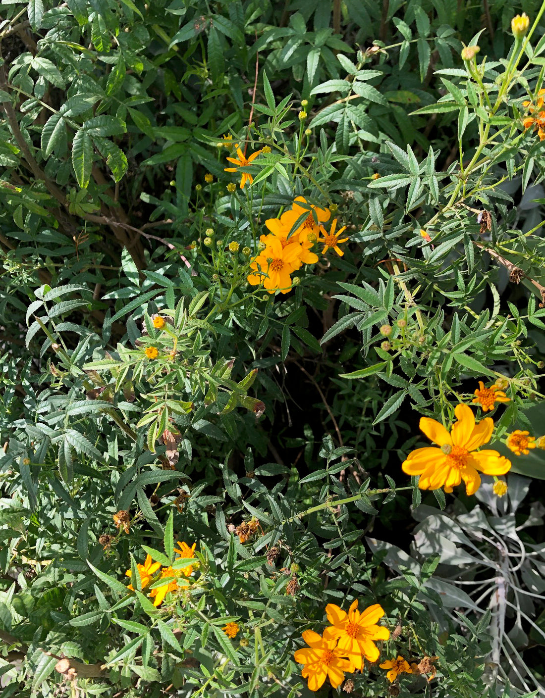 mexican marigold seeds for sale Tagetes lemmonii (Mexican Marigold)