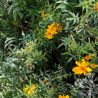Tagetes lemmonii (Mexican Marigold)