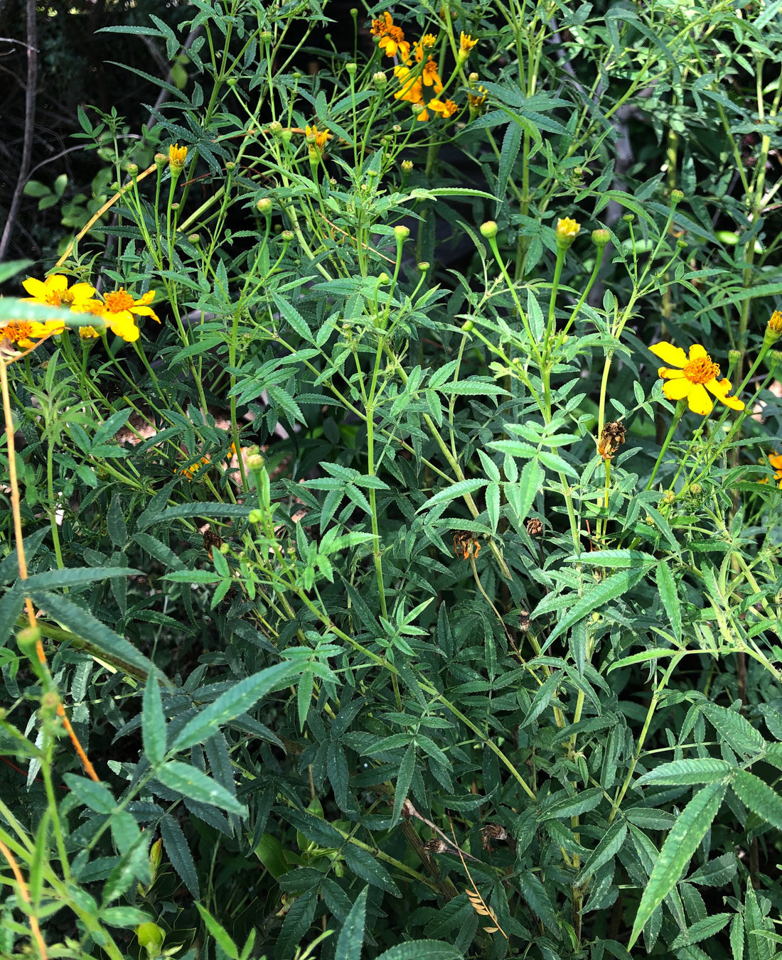 mexican marigold seeds for sale Tagetes lemmonii (Mexican Marigold) – Plant Material