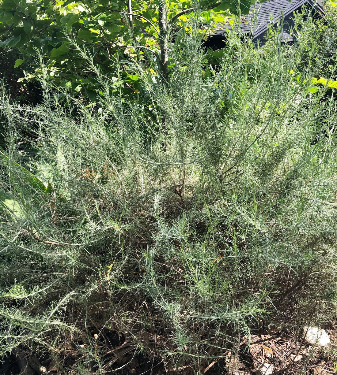 Artemisia californica, California Sagebrush by Plant Material