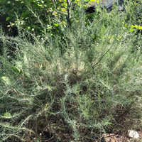 Artemisia californica, California Sagebrush by Plant Material