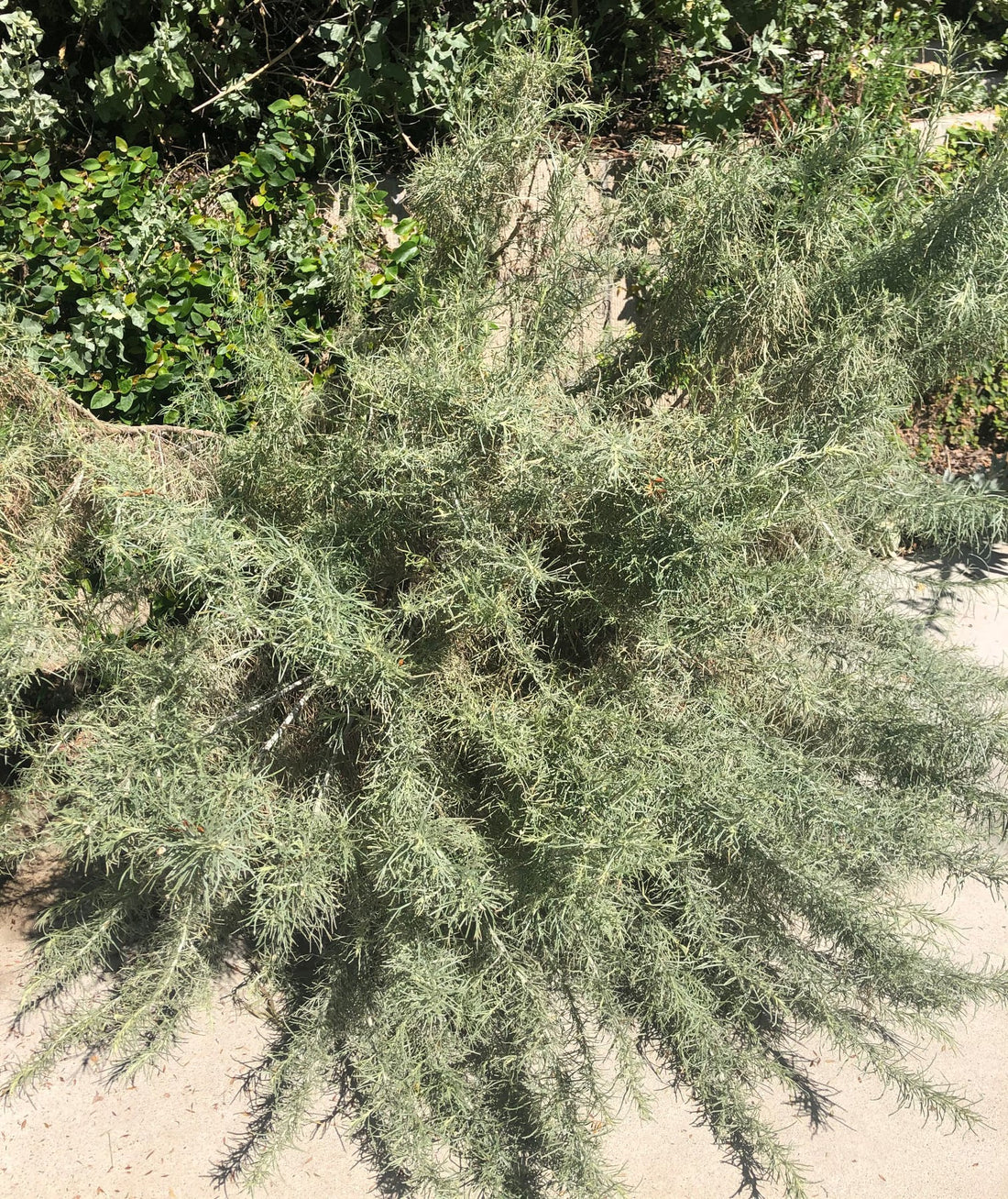 Artemisia californica, California Sagebrush Nature Shot by Plant Material