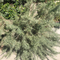 Artemisia californica, California Sagebrush Nature Shot by Plant Material