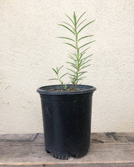 California native Asclepias fascicularis (Narrowleaf Milkweed)