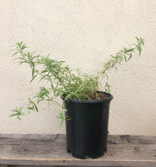 Epilobium canum (Zauschneria) 'Sierra Salmon' 1 Gallon