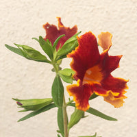 Diplacus (Mimulus) 'Fiesta Marigold'