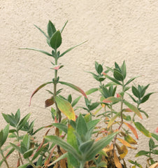 Epilobium canum (Zauschneria) 'Calistoga'