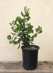 Rhus integrifolia, lemonade berry